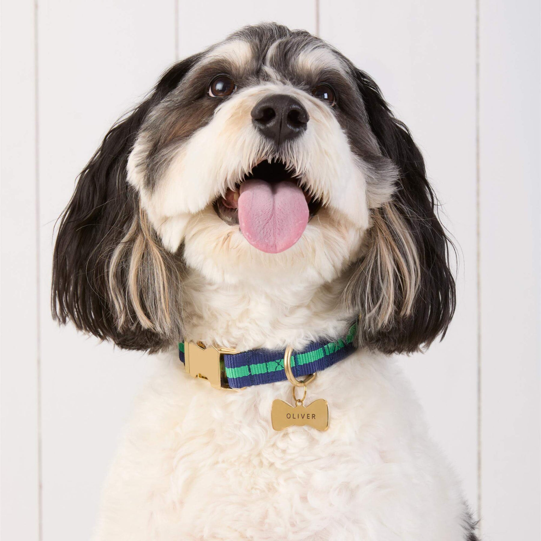 The Foggy Dog - Dog Collar Camden Stripped