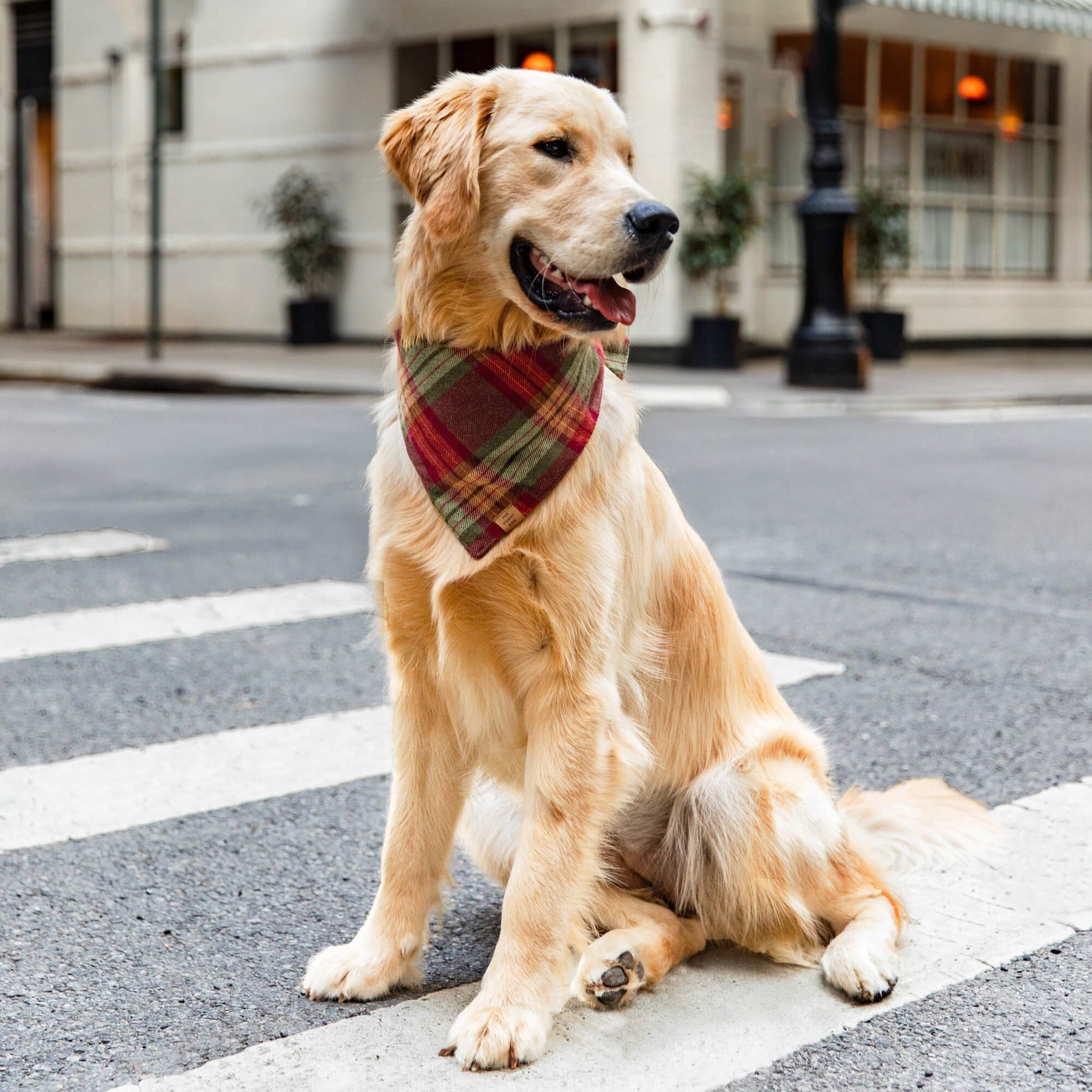 The Foggy Dog - Bandana Dog Orchard Plaid