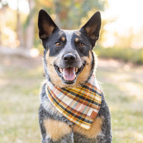 The Foggy Dog - Bandana Dog Cornucopia Plaid Flannel