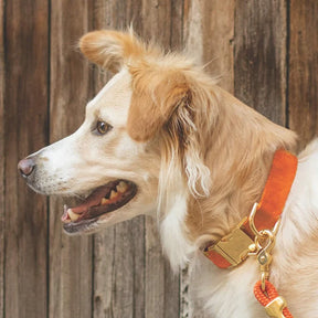 The Foggy Dog - Dog Collar Cider