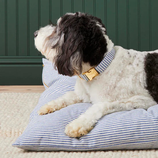 The Foggy Dog - Dog Collar Lake Blue Stripe - Southern Agriculture 