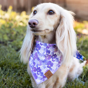 The Foggy Dog - Bandana Dog Pressed Pansies