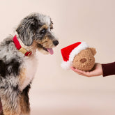 The Foggy Dog - Dog Toy Santa Teddy Bear 2 in 1 Bounce