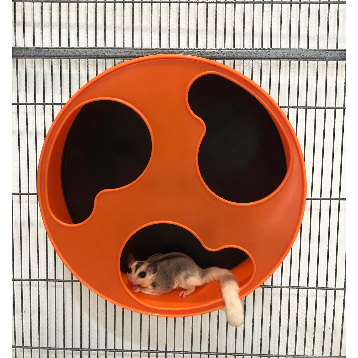 Exotic Nutrition - Silent Runner Orange Wheel + Stand