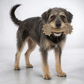 SodaPup - Daisy Bone Nylon Dog