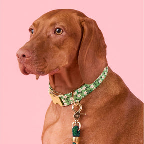 Foggy Dog - Dog Collar Dainty Daisy