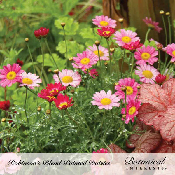 Botanical Interests, Inc. - Painted Daisy Robinson's Blend Seeds