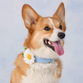 Foggy Dog - Dog Collar Flower Daisy