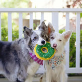 ZippyPaws - Donutz Mint Chip Dog Toy