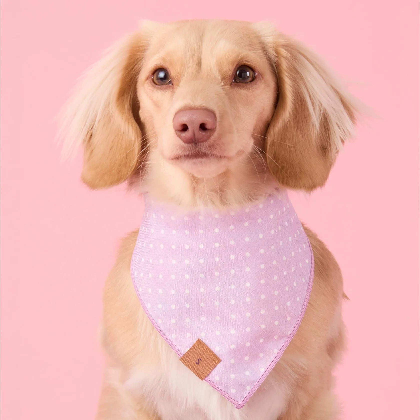 Foggy Dog - Bandana Dog Easter Eggs Reversible