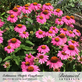Botanical Interests, Inc. - Echinacea Purple Coneflower Organic Seeds - Southern Agriculture 