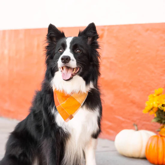 The Foggy Dog - Bandana Dog Pumpkin Spice Flannel Fall