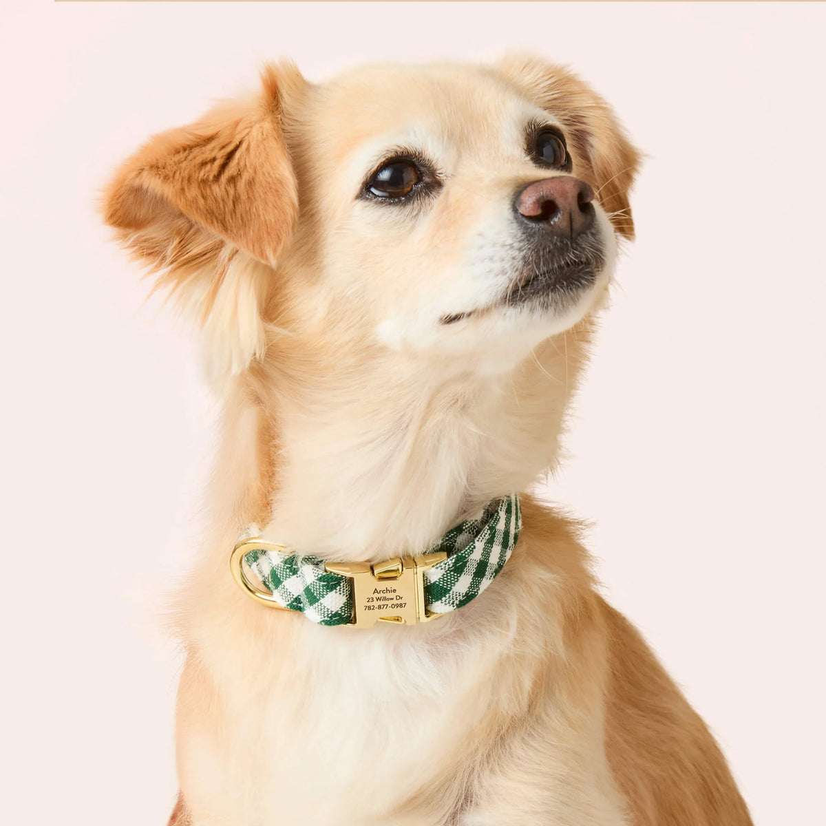 The Foggy Dog - Dog Collar Evergreen Gingham