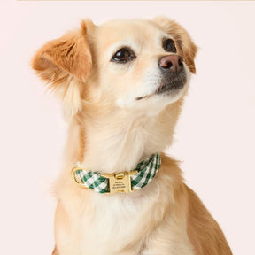 The Foggy Dog - Dog Collar Evergreen Gingham