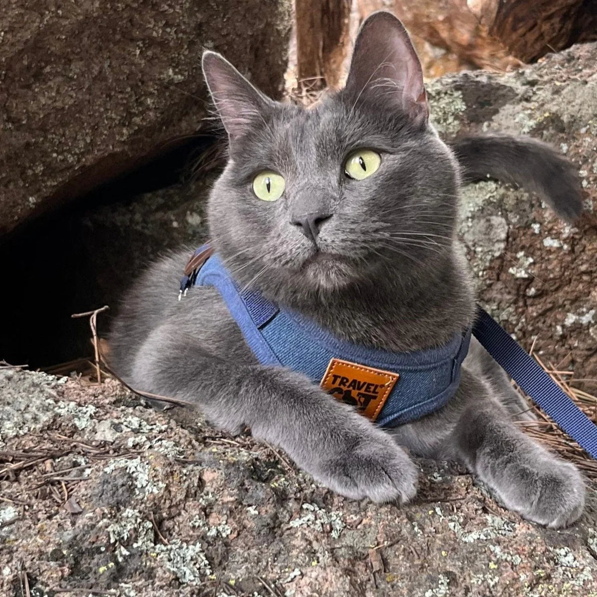 Travel Cat - Harness & Leash Set - "The Jean Jacket