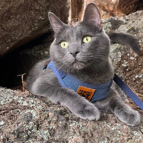 Travel Cat - Harness & Leash Set - "The Jean Jacket