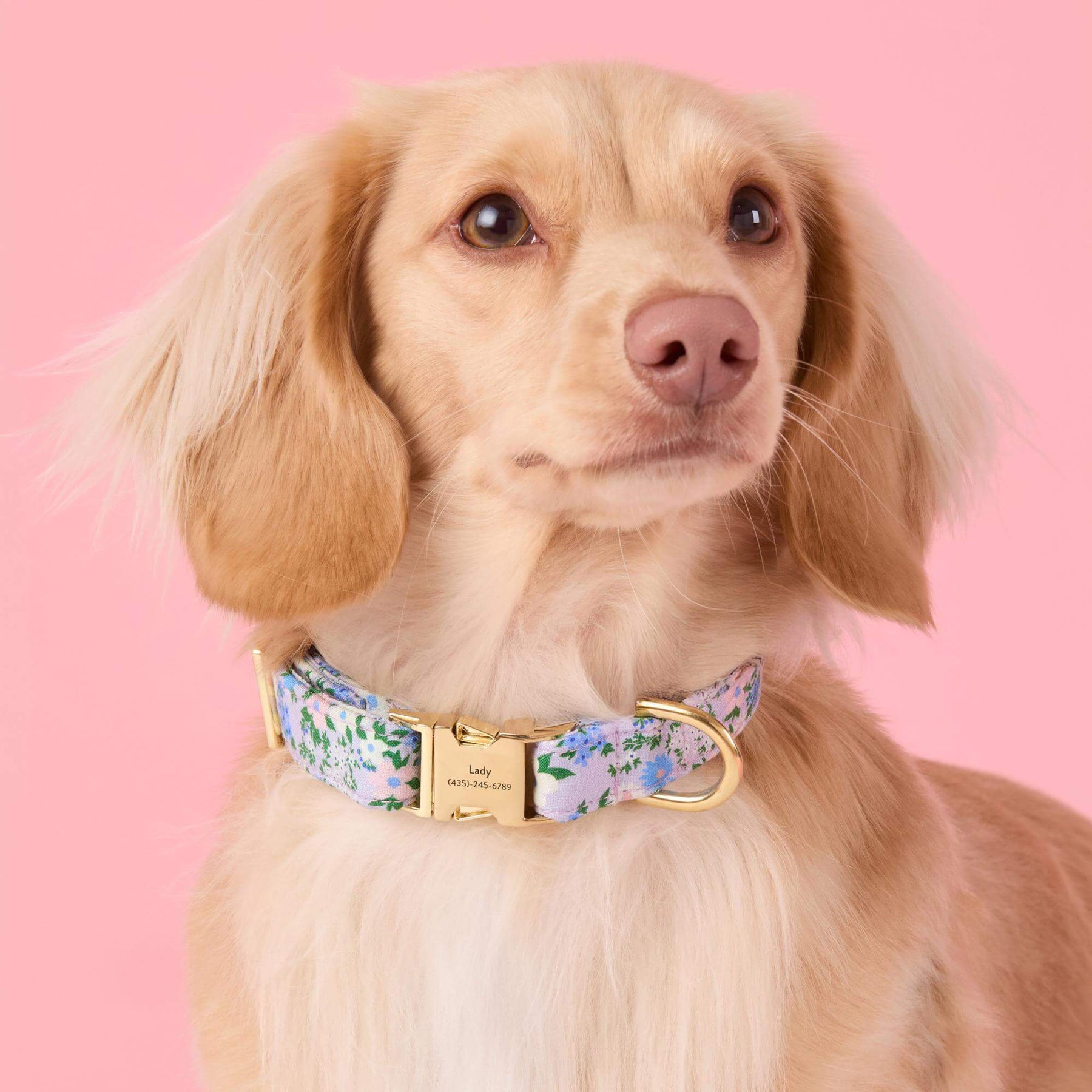 The Foggy Dog - Dog Collar Flora