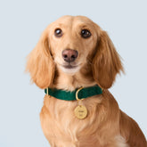 The Foggy Dog - Dog Collar Forest Green Velvet