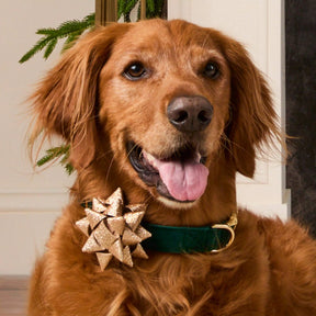 The Foggy Dog - Collar Attachment Gold Gift Bow