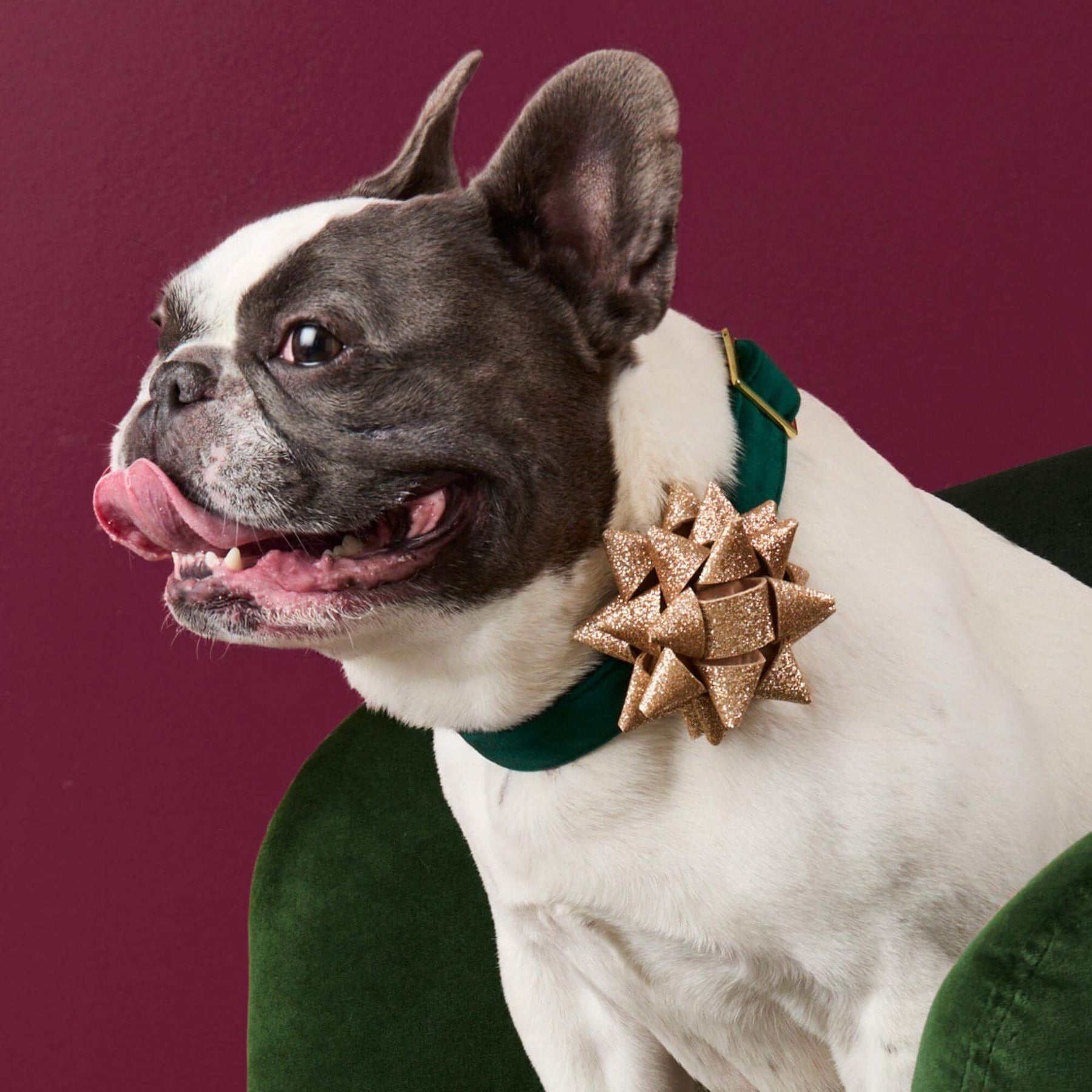 The Foggy Dog - Collar Attachment Gold Gift Bow