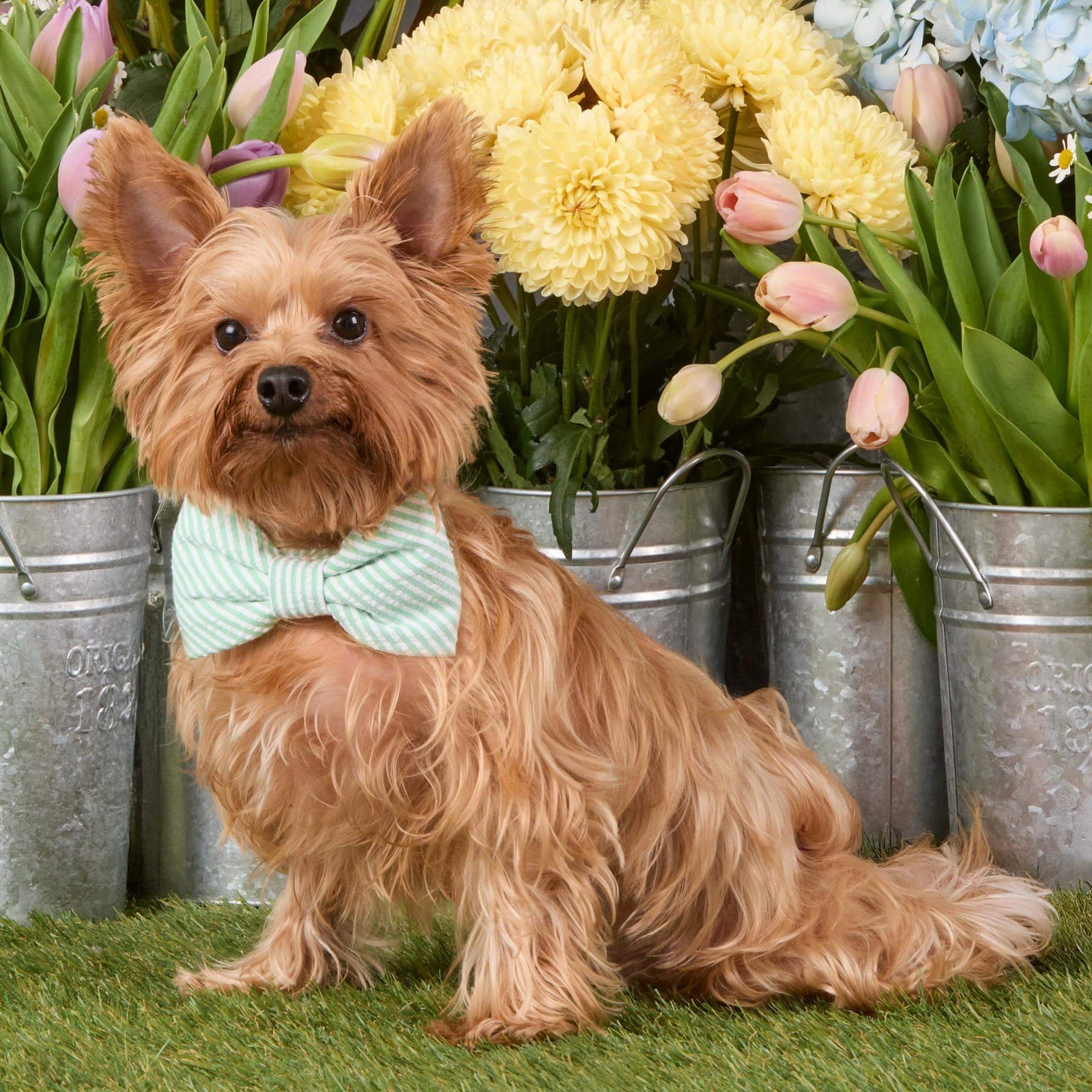 Foggy Dog - Dog Bow Tie Green Seersucker