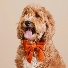 The Foggy Dog - Lady Bow Pumpkin Velvet