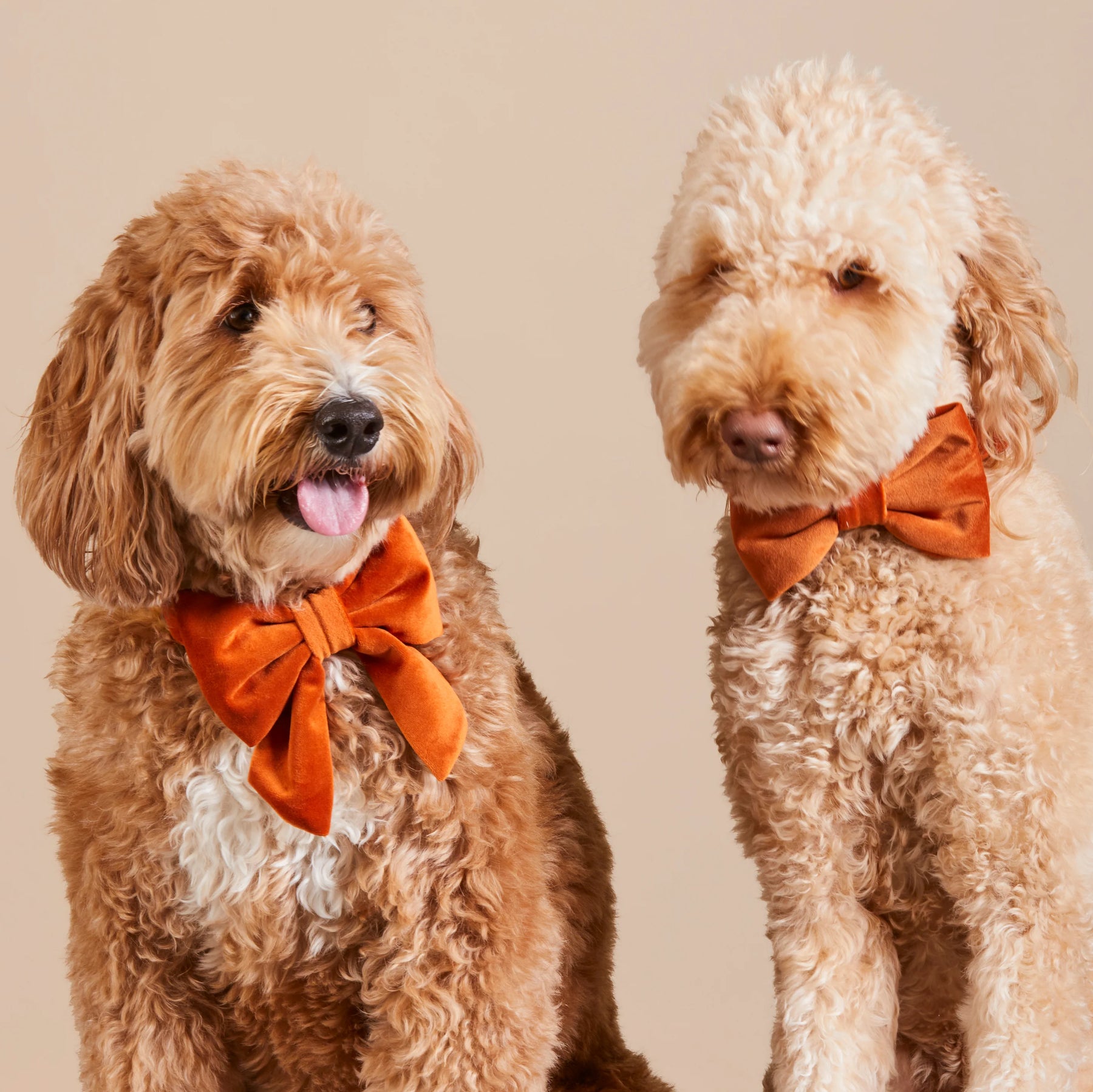 The Foggy Dog - Lady Bow Pumpkin Velvet