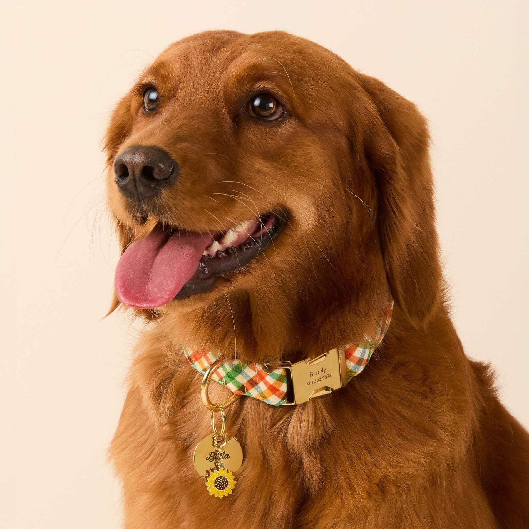 The Foggy Dog - Dog Collar Harvest Gingham