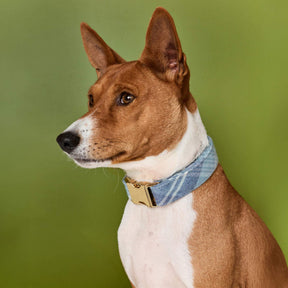 The Foggy Dog - Dog Collar Hawthorne Plaid