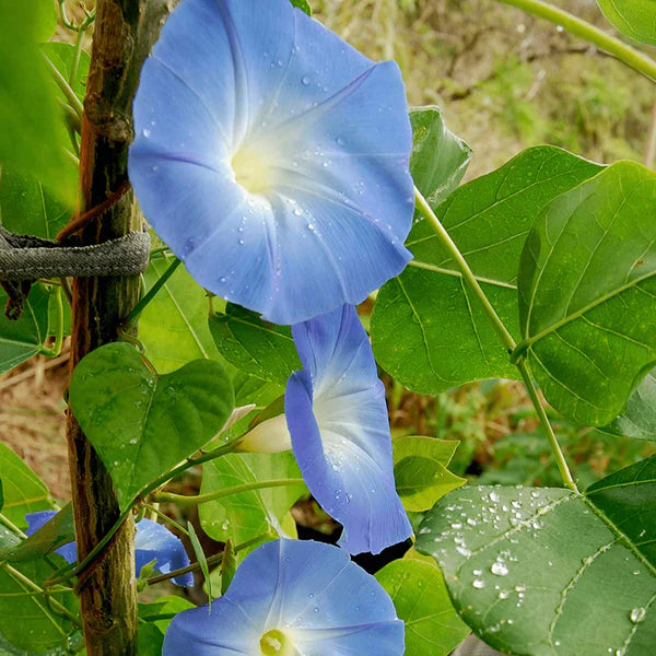 Botanical Interests, Inc. - Morning Glory Heavenly Blue Seeds - Southern Agriculture 