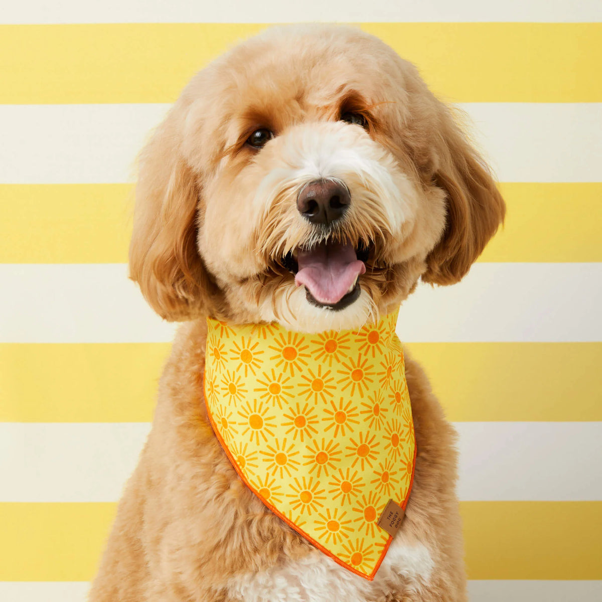 The Foggy Dog - Bandana Here Comes the Sun