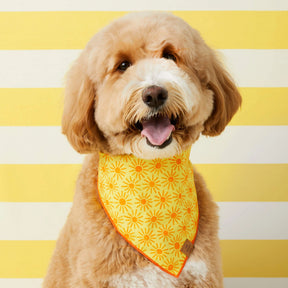 The Foggy Dog - Bandana Here Comes the Sun