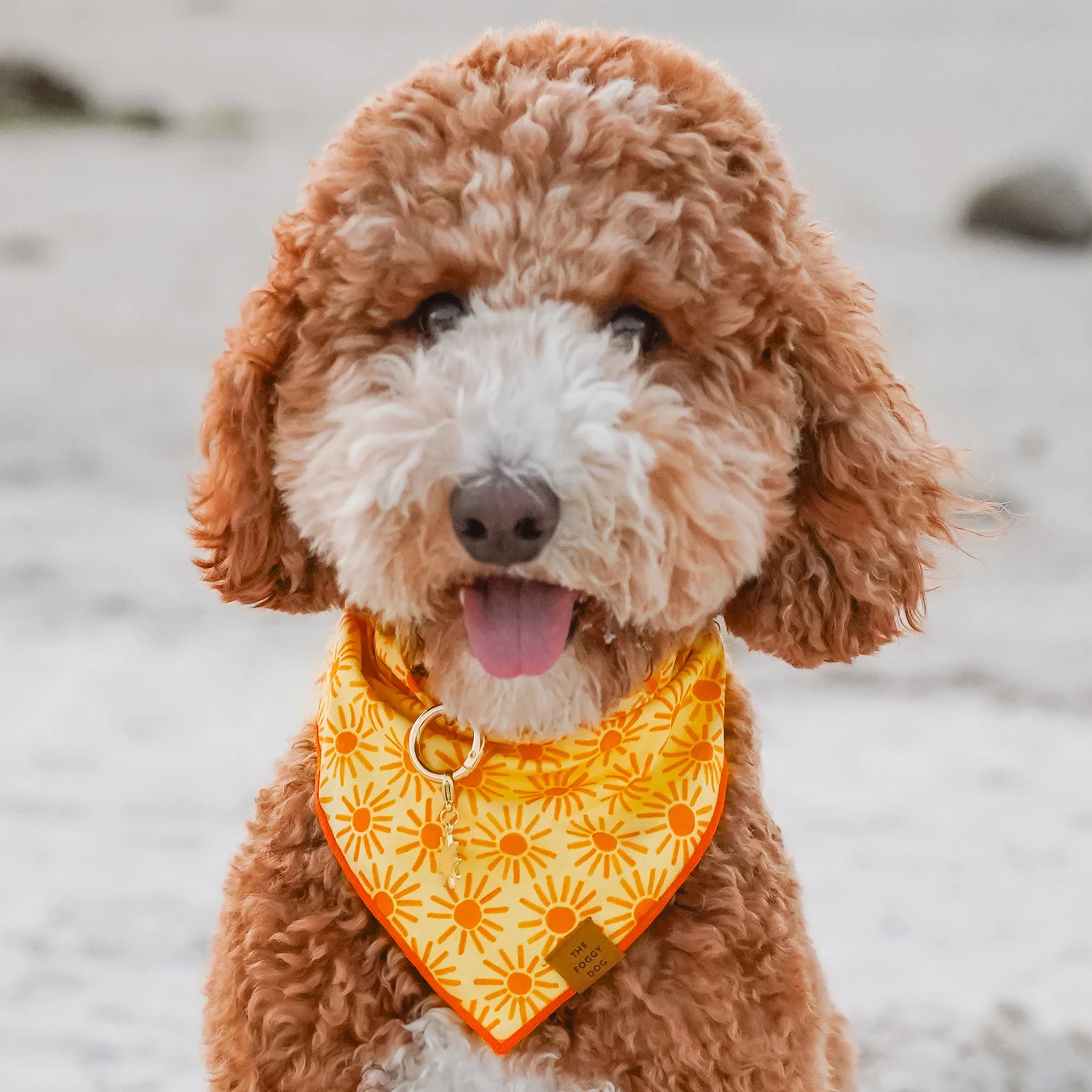 The Foggy Dog - Bandana Here Comes the Sun