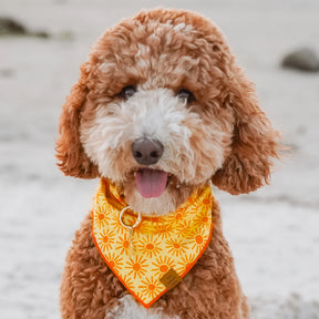 The Foggy Dog - Bandana Here Comes the Sun