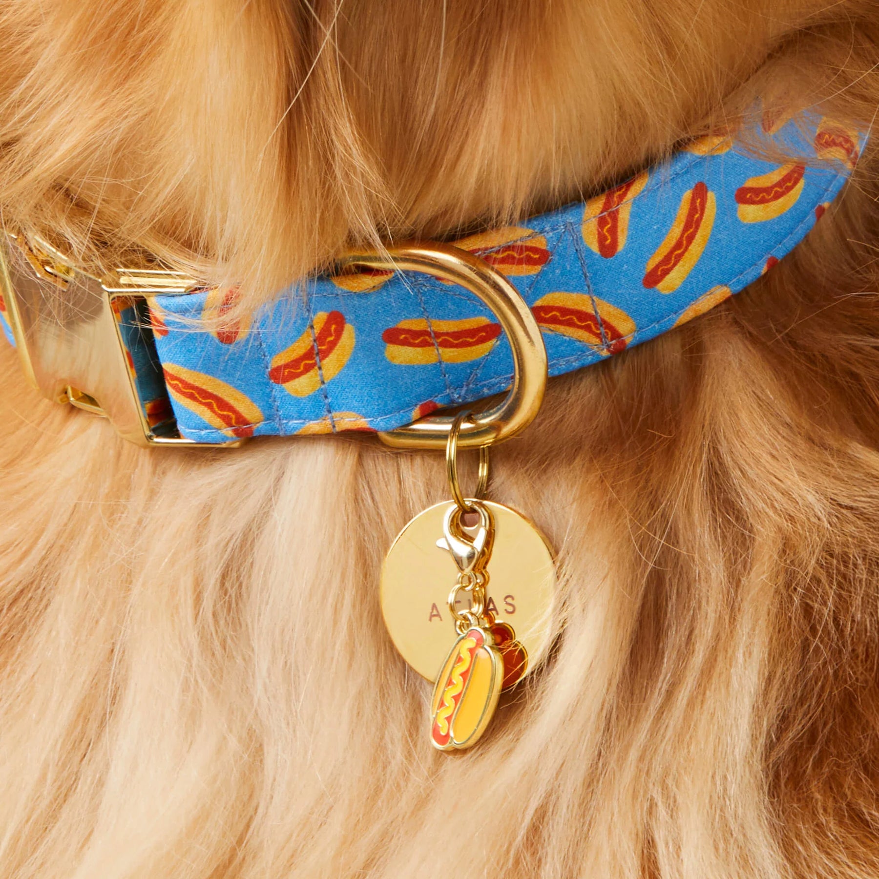 The Foggy Dog - Dog Collar Hot Diggity Dog