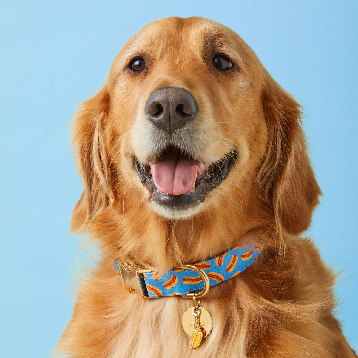 The Foggy Dog - Dog Collar Hot Diggity Dog