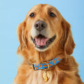 The Foggy Dog - Dog Collar Hot Diggity Dog