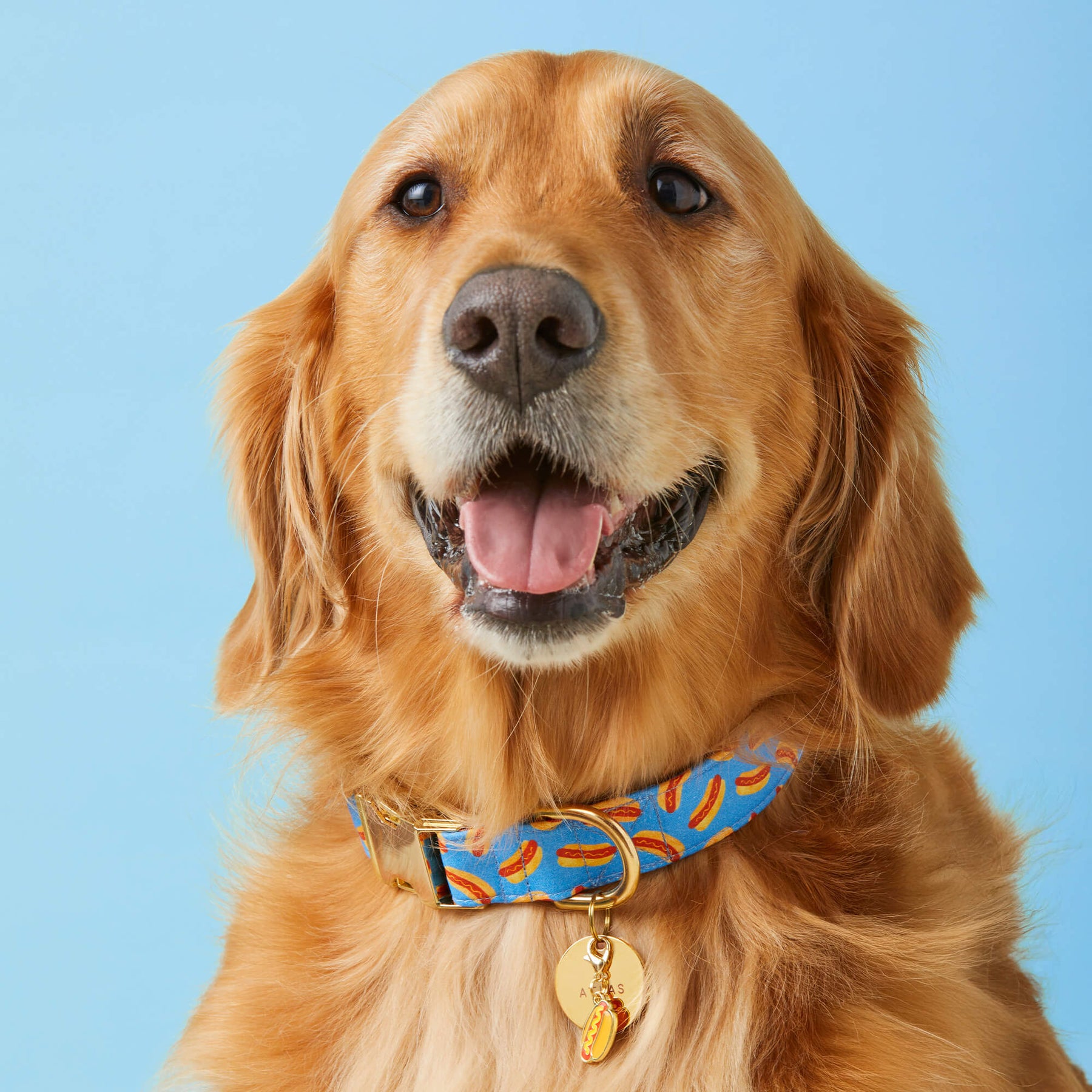 The Foggy Dog - Dog Collar Hot Diggity Dog