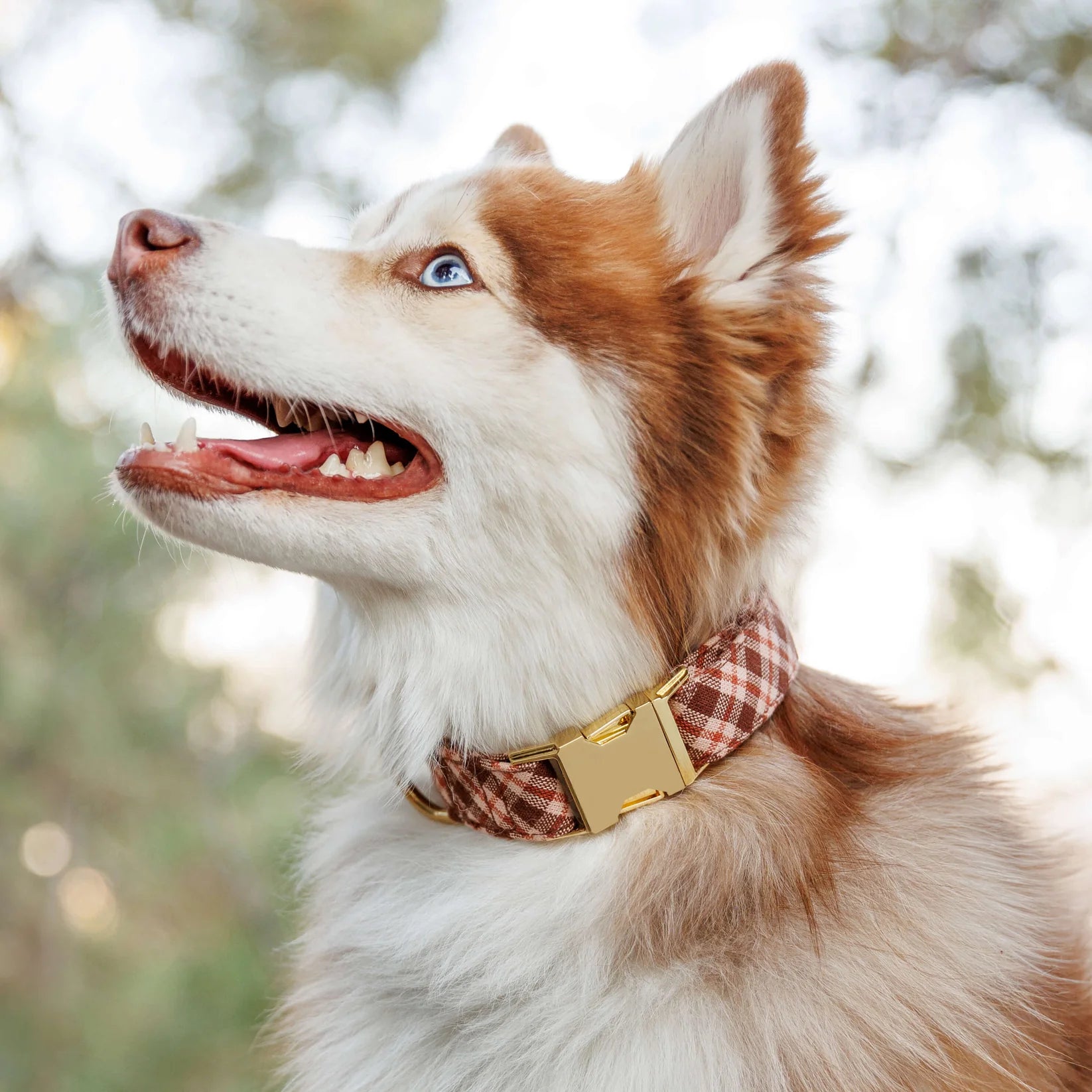 The Foggy Dog - Dog Collar Hudson Plaid