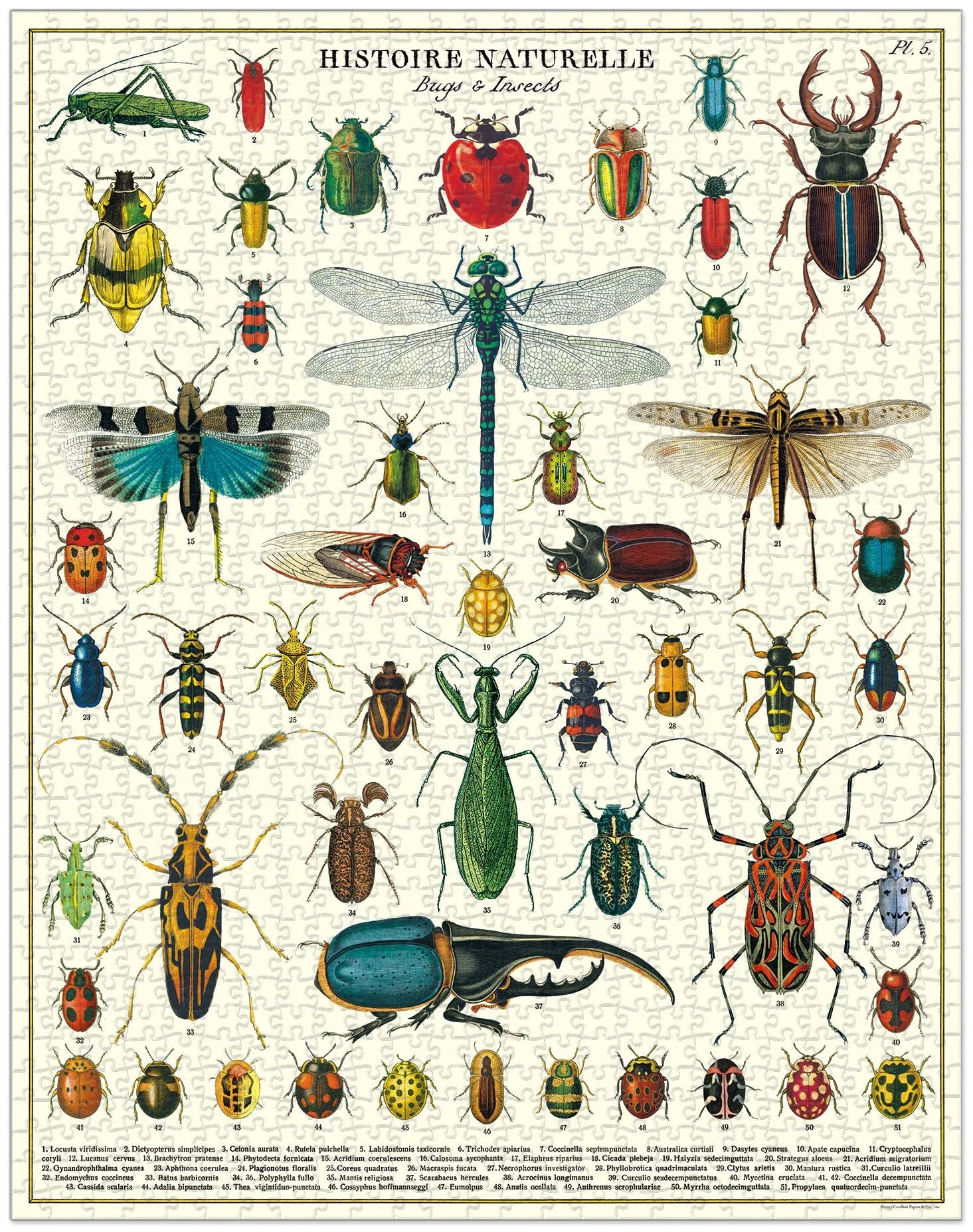 Cavallini & Co. - Puzzle Bugs & Insects - Southern Agriculture 