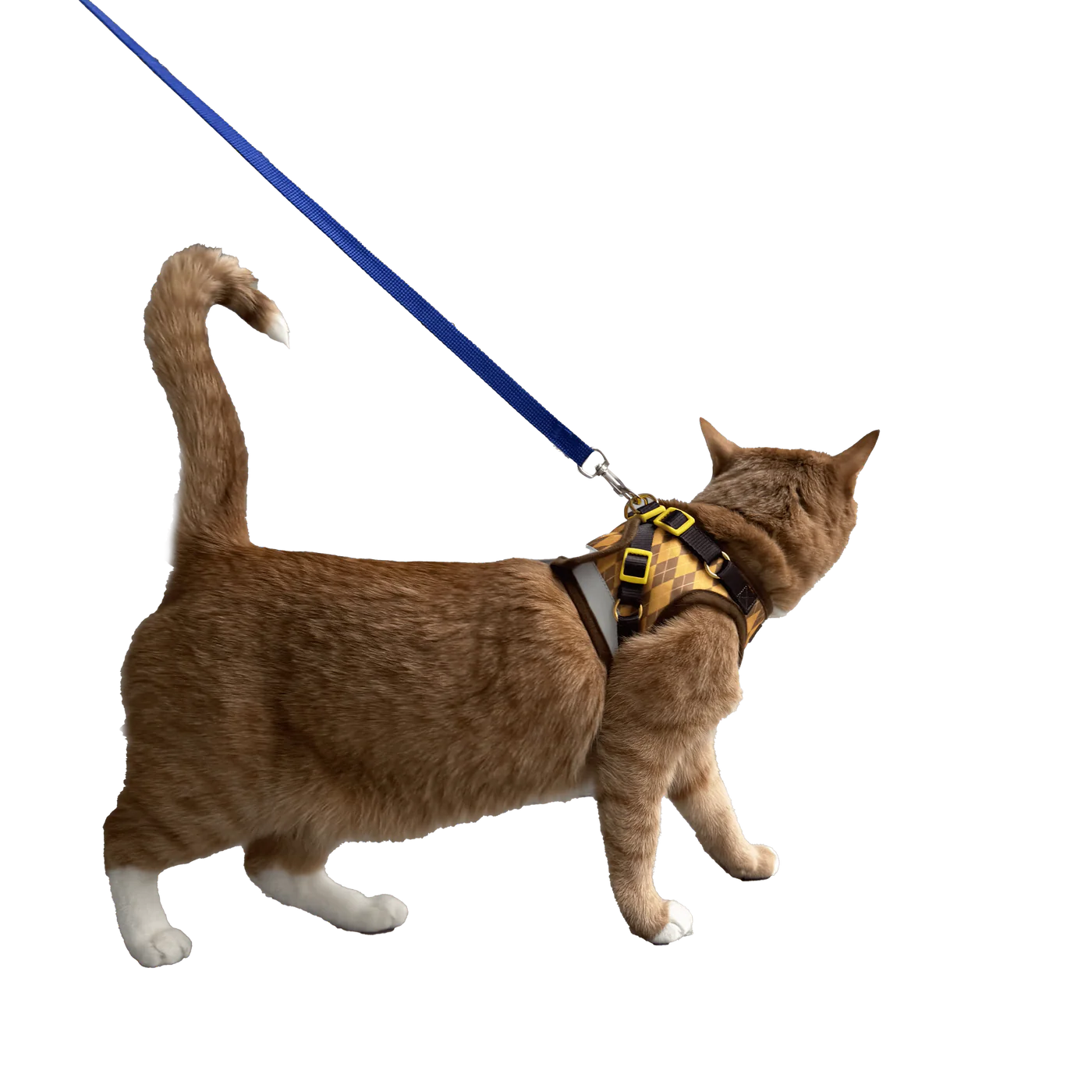 Travel Cat - Argylle X Travel Cat Harness & Leash