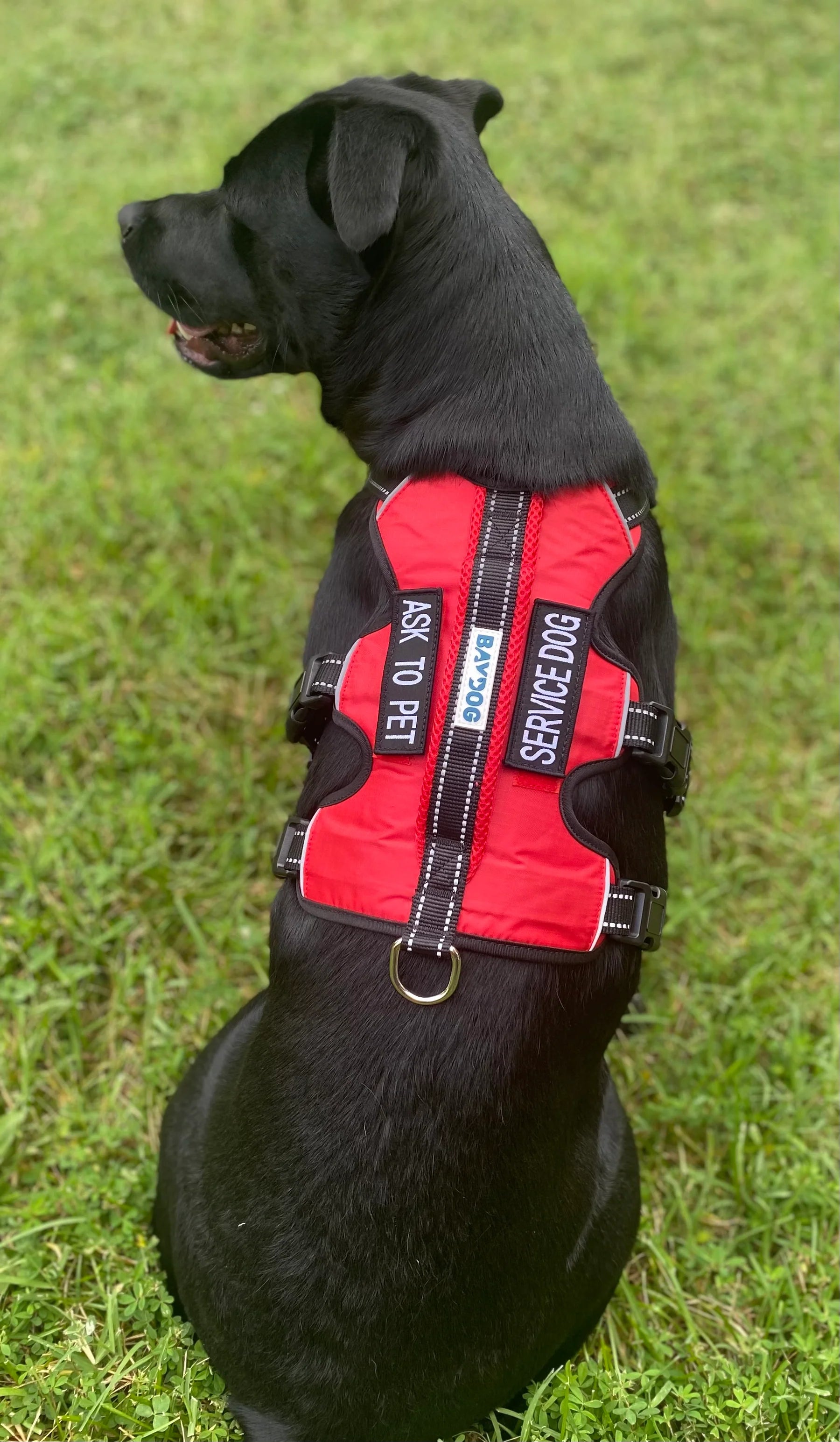 Baydog - Harness Service Dog - Red
