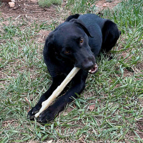 SodaPup - Chew Stick Durable Nylon