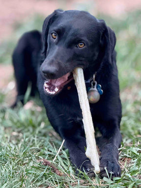 SodaPup - Chew Stick Durable Nylon