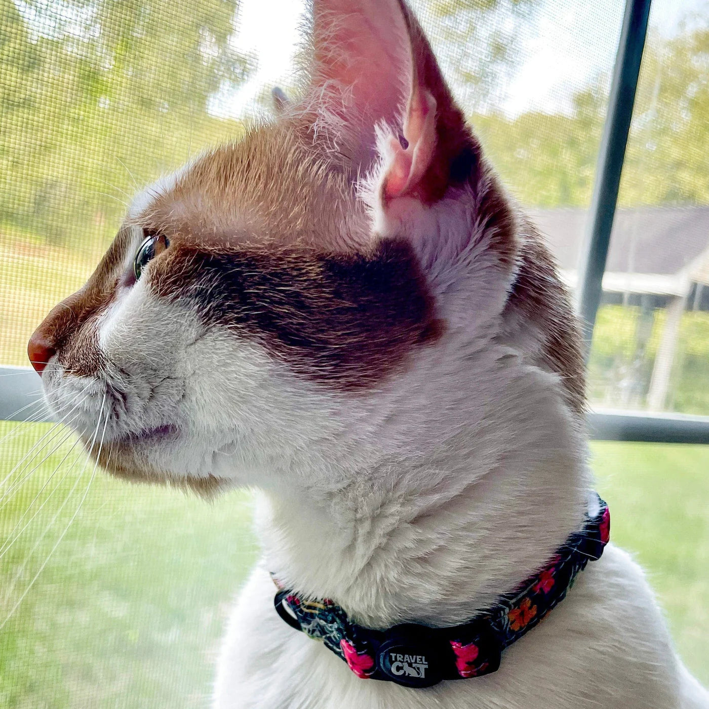 Travel Cat - Breakaway Cat Collar