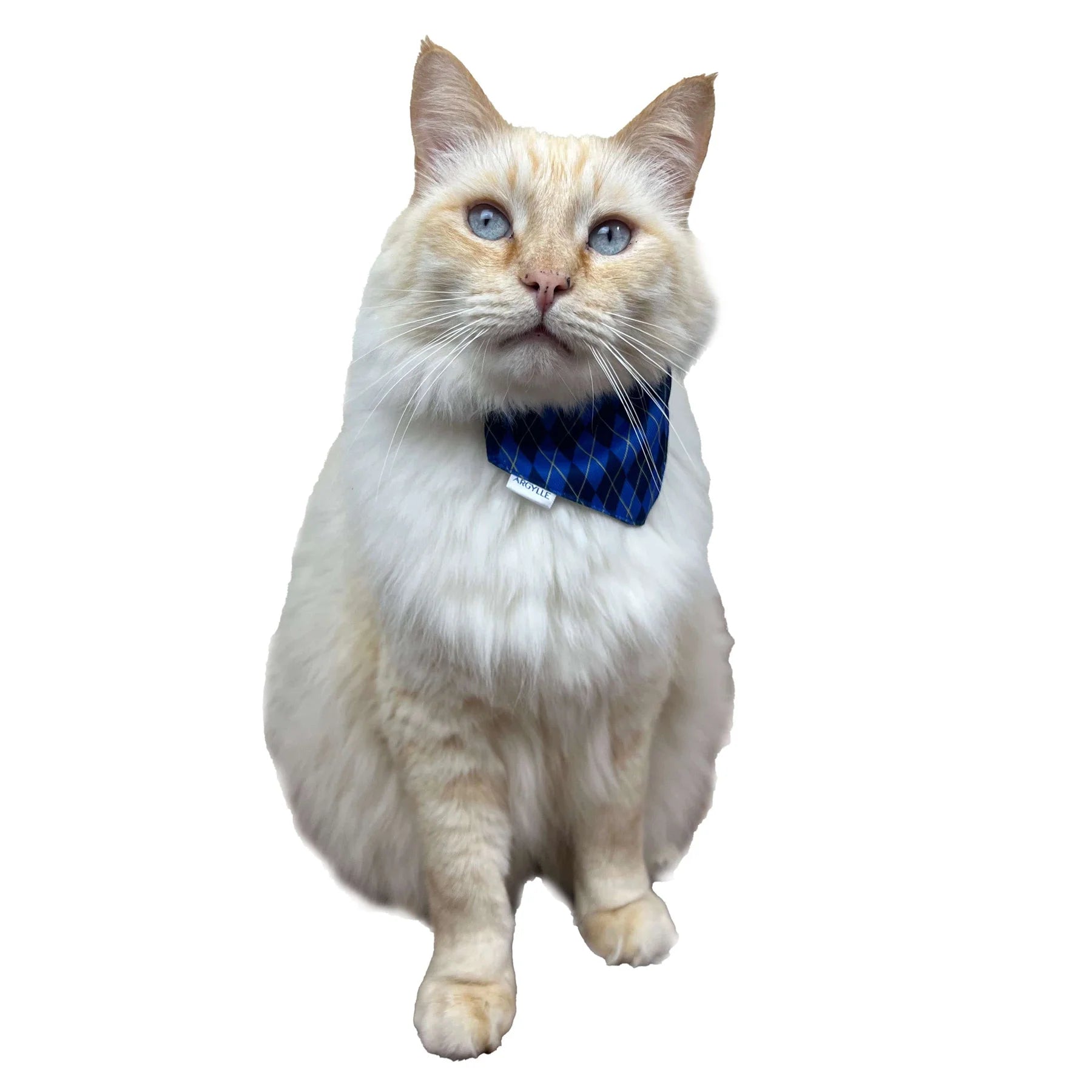 Travel Cat - Argylle X Travel Cat Collar & Bandana Set