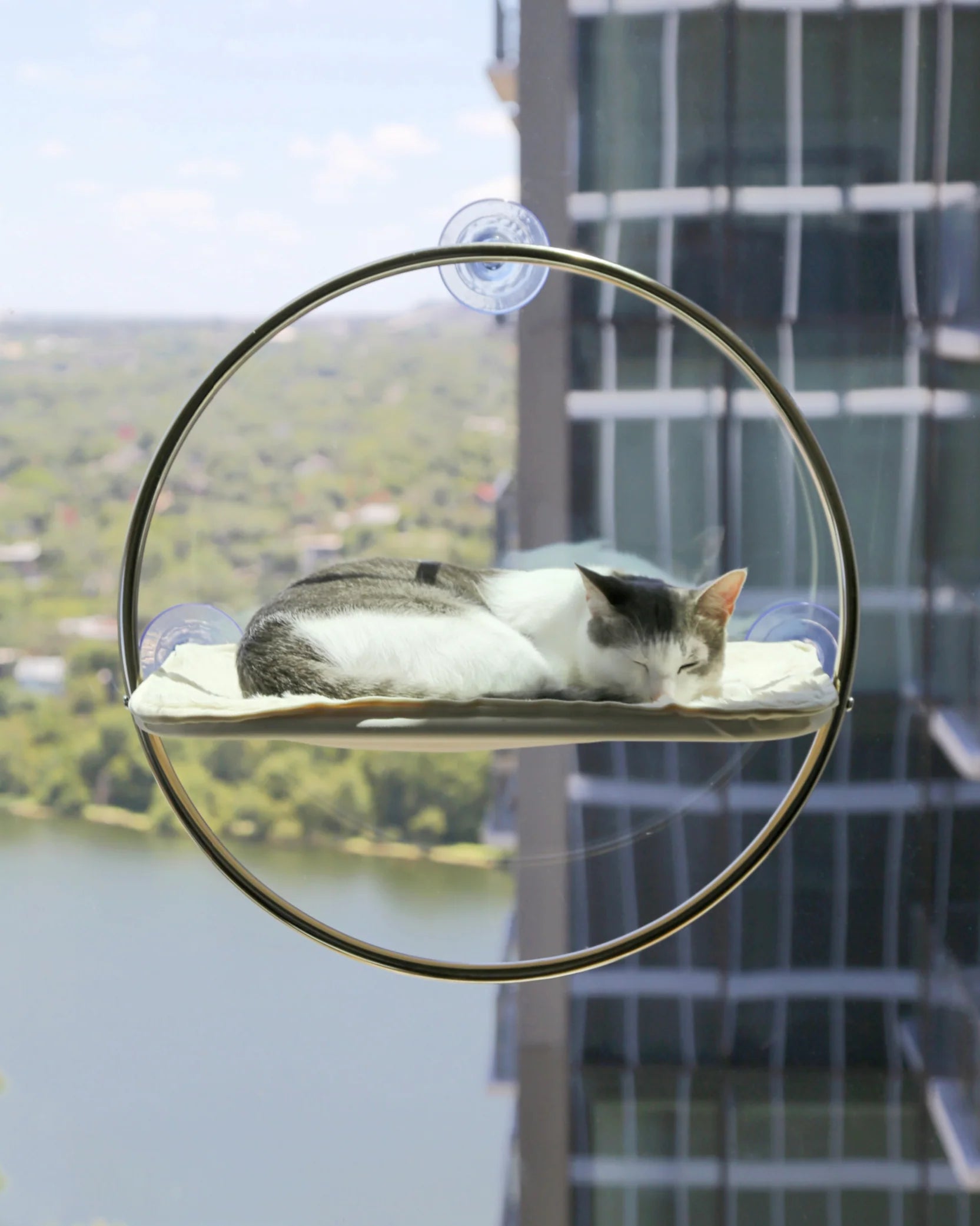 Catenary Home - Window Perch For Cats