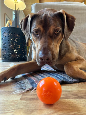Ultra Durable PUP-X Squeak Ball