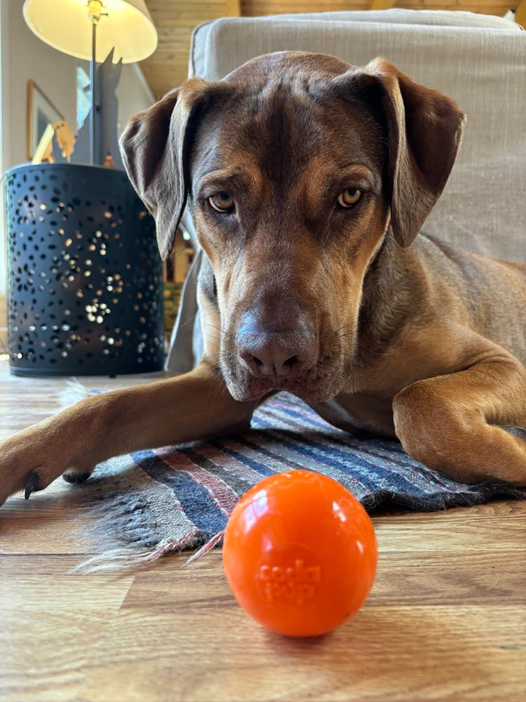 Ultra Durable PUP-X Squeak Ball