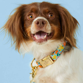 The Foggy Dog - Dog Collar Island Time